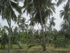 Valuable 15 Acres Coconut Land for Sale in Chilaw
