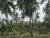 Valuable 15 Acres Coconut Land for Sale in Chilaw