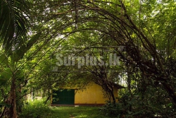 9 Acres Land for Sale in Horana