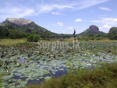 Land for Sale at Sigiriya with nice Rock View