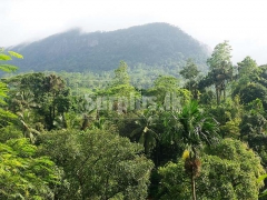 Well Grown Tea Estate for Sale in Morawaka