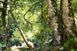 කොටිට ගසක්