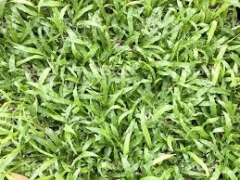 Malaysian carpet grass