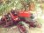 Kubota 4 wheel Brand new 2014