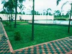 Malaysian Grass